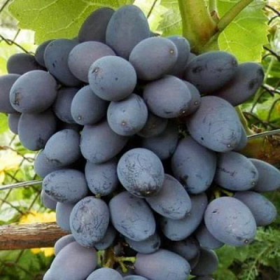 Черный виноград в Уральске