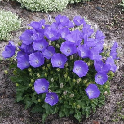 Колокольчик САНТА карпатский в Уральске