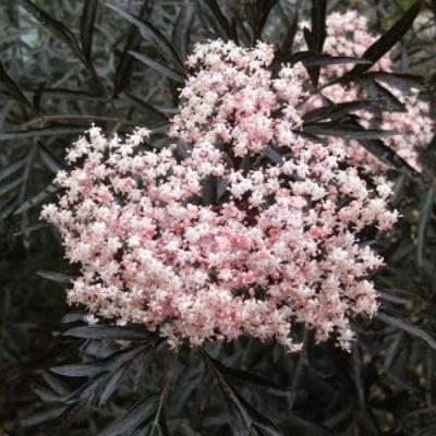 Бузина черная БЛЭК ЛЕЙС ЕВА в Уральске