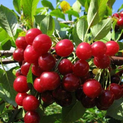 Вишня ЛЮБСКАЯ в Уральске