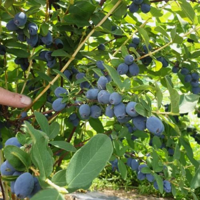 Жимолость съедобная КЛУБНИЧНАЯ СЕНСАЦИЯ в Уральске