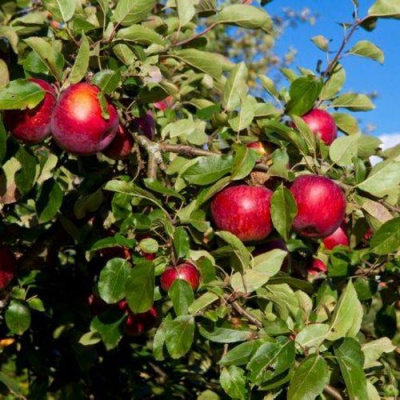 Яблоня СЯБРЫНА в Уральске