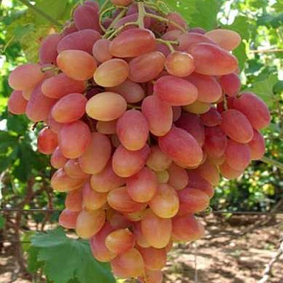 Виноград КСЕНИЯ (АНЖЕЛИКА) в Уральске