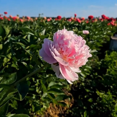 Пион ИМПЕРАТОРСКАЯ НАЛОЖНИЦА древовидный в Уральске