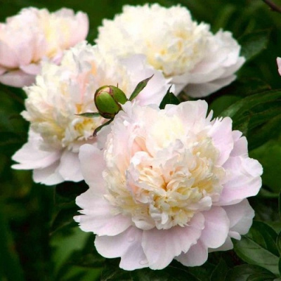 Пион ШИРЛИ ТЕМПЛ травянистый в Уральске