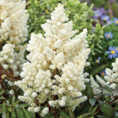 Астильба ХЭППИ ДЕЙ Арендса в Уральске