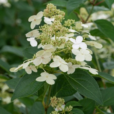 Гортензия ПРИМ ВАЙТ метельчатая в Уральске