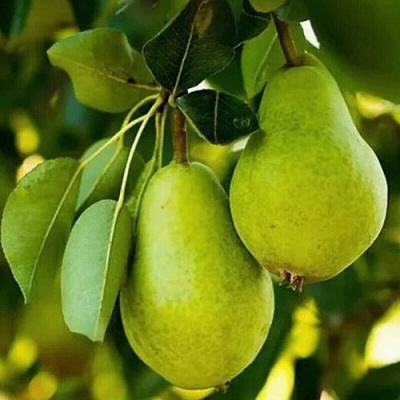 Груша СЕВЕРЯНКА колонновидная в Уральске