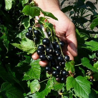 Смородина чёрная СЕЛЕЧЕНСКАЯ в Уральске