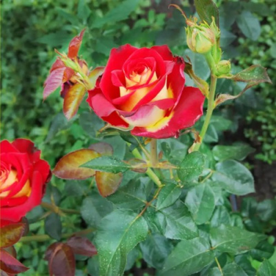 Роза ФРЕНДШИП чайно-гибридная в Уральске