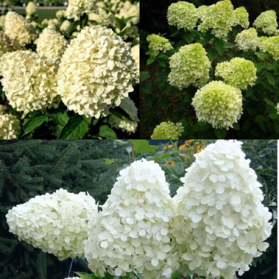 Комплект НЕЖНЫЙ КАПУЧИНО в Уральске