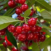 Вишня ГИРЛЯНДА в Уральске